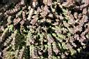 HUERNIA HYSTRIX.jpg